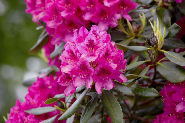 Nahaufnahme einer Rhododendronblüte mit Blättern