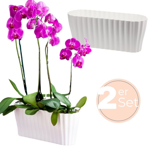 Orchidee im Pflanzgefäß als 2er Set