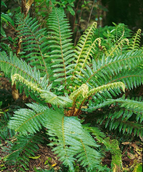 Polystichum braunii, Brauns Schildfarn, ca. 9x9 cm Topf