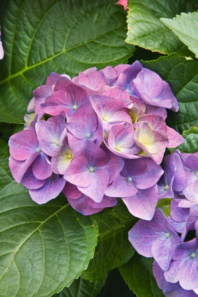 Nahaufnahme einer violetten Hortensienblüte mit grünen Blättern