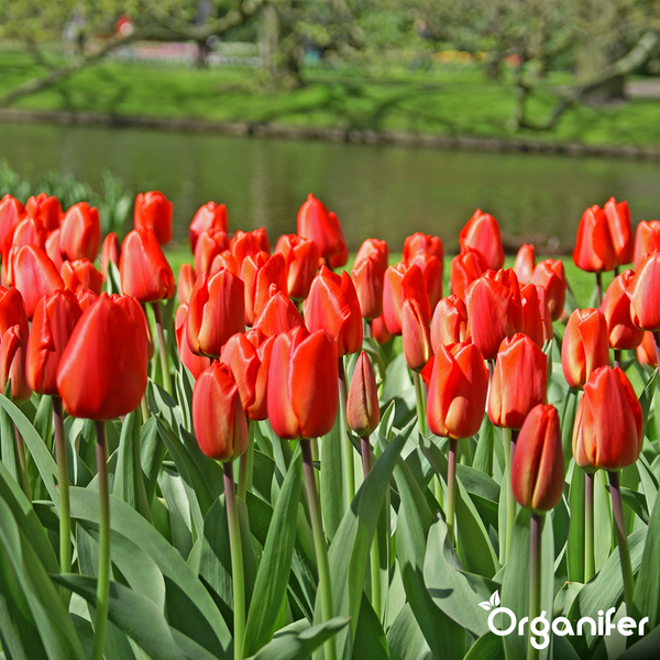 Ein Feld mit leuchtend roten Tulpen im Garten vor einem Teich.