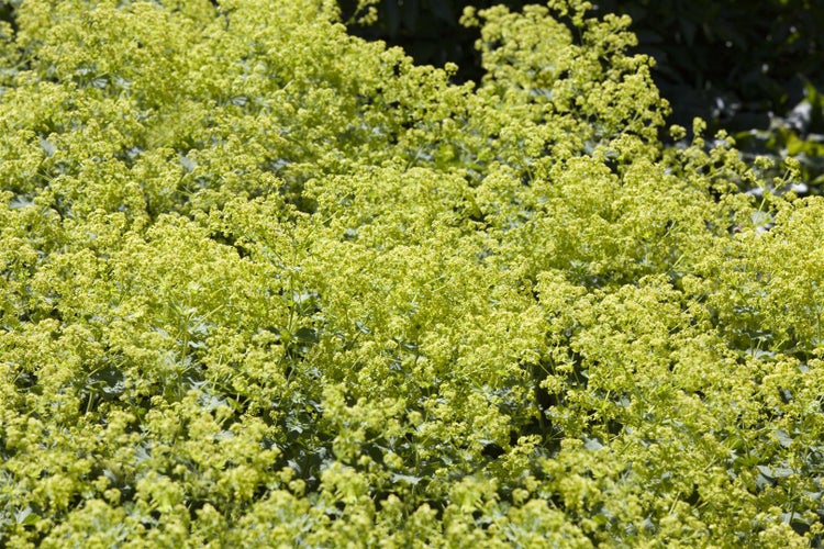 Alchemilla xanthochlora, Frauenmantel, grün, ca. 9x9 cm Topf