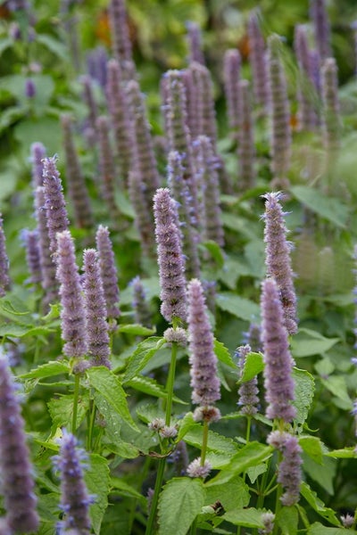 Agastache foeniculum, Anis-Ysop, aromatisch, ca. 9x9 cm Topf