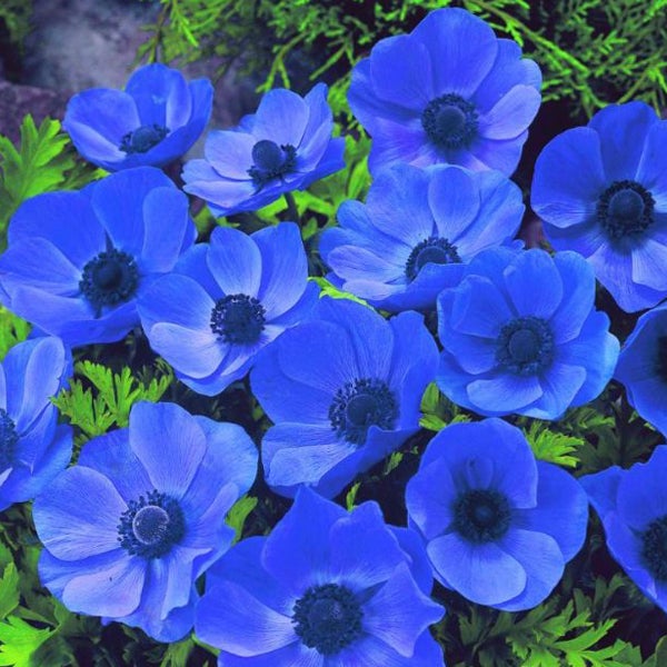 Blaue Anemonenblüten im Gartenbeet