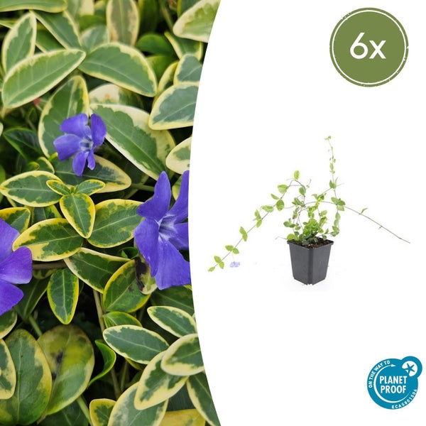 Kleines Immergrün Vinca minor variegata mit lila Blüten und gelb-grünen Blättern, 6er-Set, On the way to Planet Proof zertifiziert.