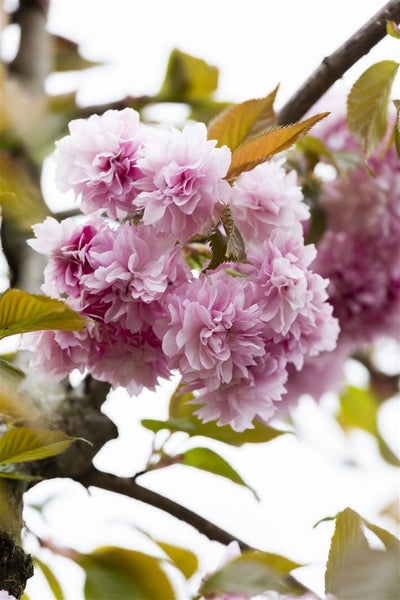 Prunus serrulata 'Kanzan', Japanische Blütenkirsche, rosa, 40–60 cm