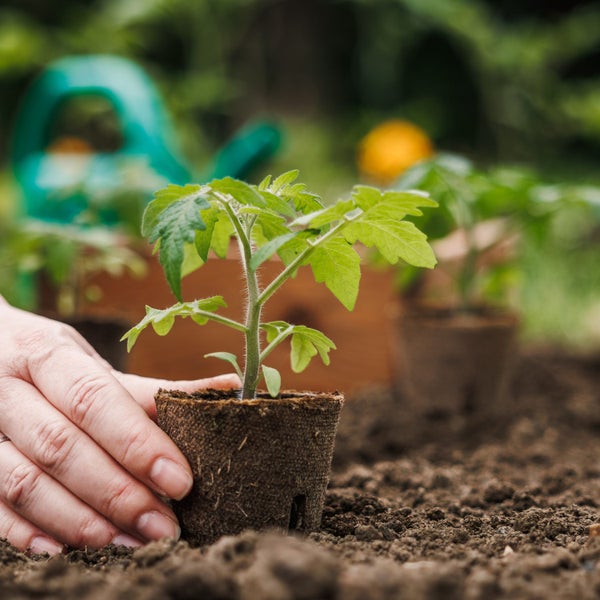 Palette mit Säcken Tommi Gartentorf zu je 70 Liter, ein einzelner Sack und eine kleine Menge loser Torf davor.