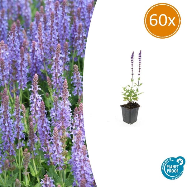 Steppensalbei Salvia nemorosa, Set mit 60 Pflanzen in Anzuchttöpfen, nachhaltig produziert nach On the way to PlanetProof.