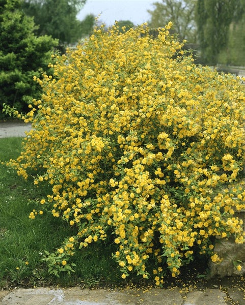 Kerria japonica, Japanische Kerrie, gelb, 80–100 cm
