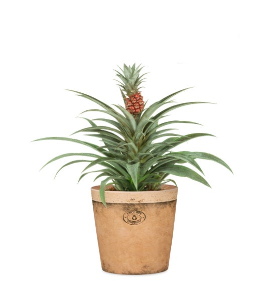 Scheurich Toscana, Blumentopf aus Keramik,  Farbe: Toscana Luminoso, 19 cm Durchmesser, 15,2 cm hoch, 3,2 l Vol.