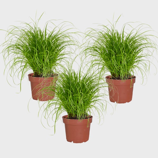 Katzengras 3er Set Cyperus zumula | biologisch, sicher für Katzen | PetLove Futterpflanze 15-20 cm