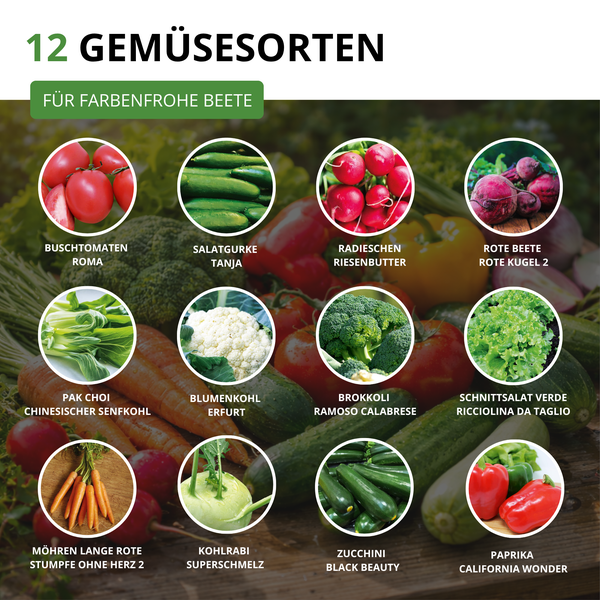 12 Gemüsesorten: Tomaten, Gurken, Radieschen, Rote Beete, Pak Choi, Blumenkohl, Brokkoli, Schnittsalat, Möhren, Kohlrabi, Zucchini und Paprika.