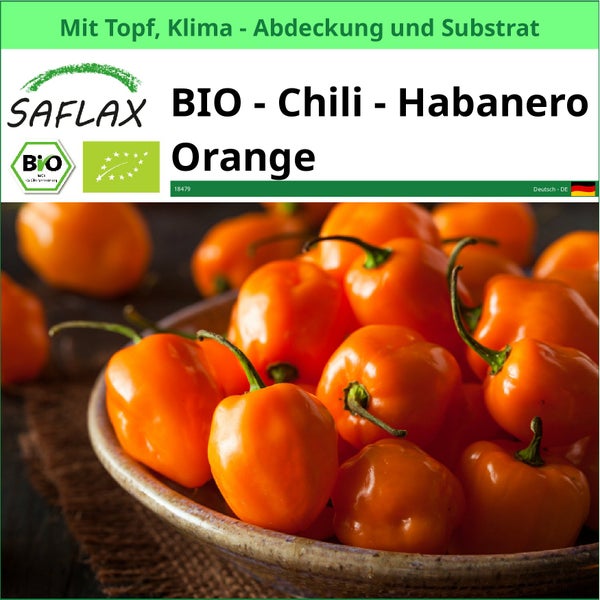 SAFLAX Garden to go - BIO - Chili - Habanero Orange - Capsicum annuum - 20 Samen - Mit Topf, Klima - Deckel und Anzuchtsubstrat