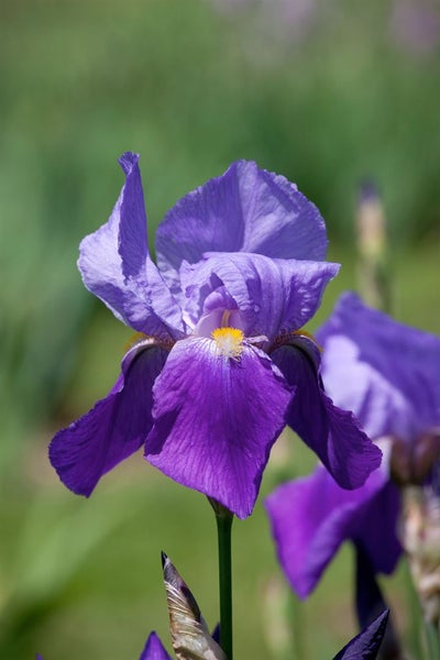 Iris x barb.-elat. 'Rheintraube', lila, ca. 11x11 cm Topf