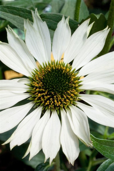 Nahaufnahme einer weißen Kegelblume