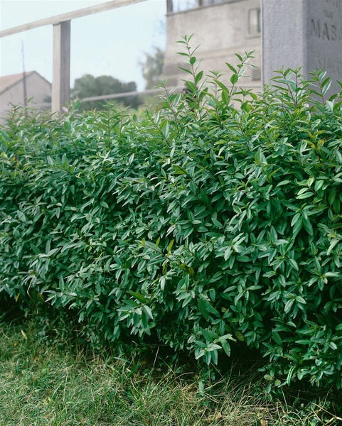 Ligustrum vulgare 'Lodense', Gewöhnlicher Liguster, kompakt, 30–40 cm