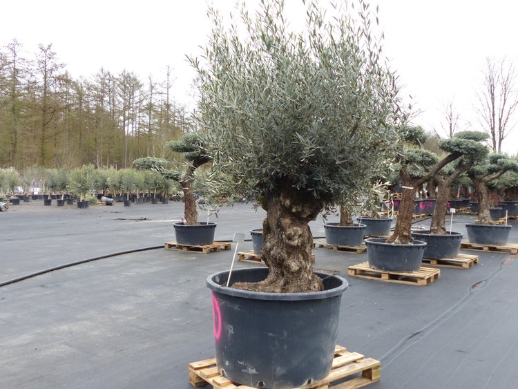 genau diesen Baum Nr. 5/D, 250 cm, Olivenbaum, knorrige alte urige Olive winterhart