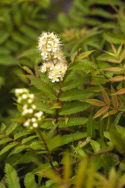 Sorbaria sorbifolia 'Sem', Fiederspiere, buntes Laub, 40–60 cm