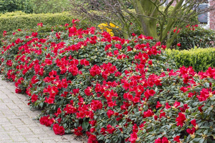 Rhododendron repens 'Baden Baden', rot, 25–30 cm