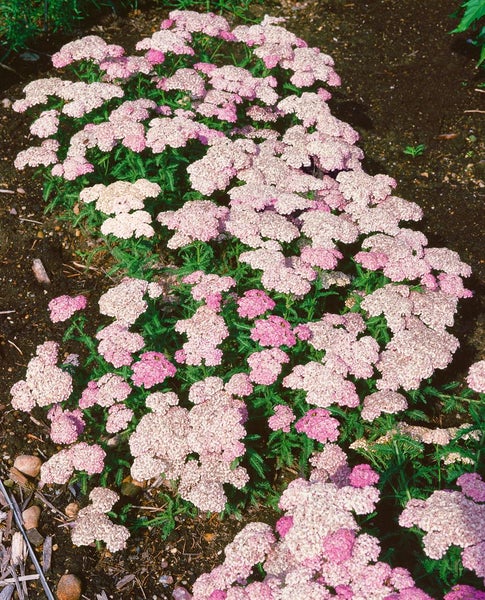 Achillea millefolium 'Apfelblüte', Schafgarbe, rosa, ca. 9x9 cm Topf