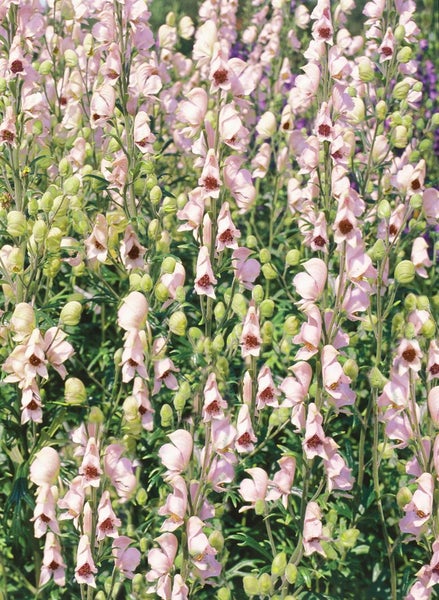 Aconitum napellus 'Rubellum', Eisenhut, rosa, ca. 11x11 cm Topf