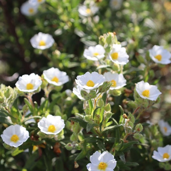 Zistrose mit weißen Blüten