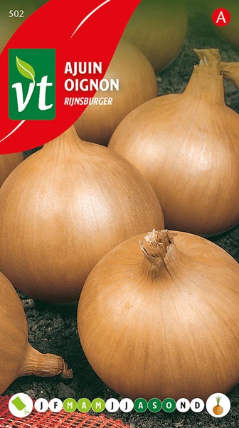 Zwiebeln der Sorte Rijnsburger
