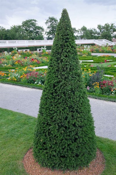 Taxus baccata 'Höpken's Gigant', Eibe, 40–50 cm