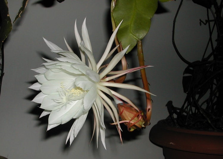 SAFLAX Garden to go - Königin der Nacht - Selenicerus grandiflorus - 40 Samen - Mit Topf, Klima - Deckel und Anzuchtsubstrat