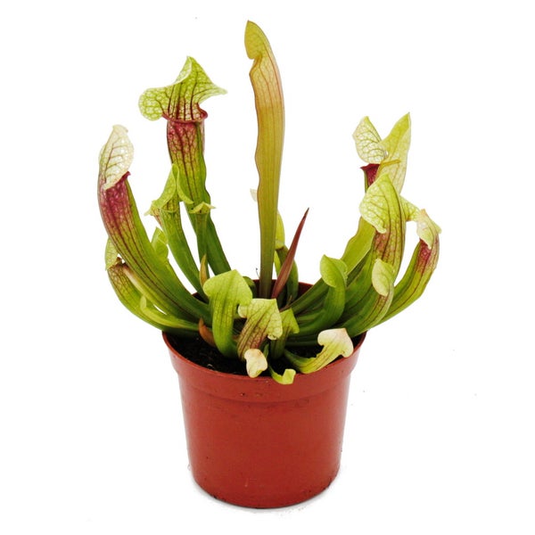 Schlauchpflanze - Sarracenia Eva - Fleischfressende Pflanze - 9cm Topf