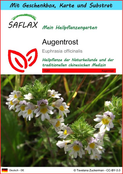 SAFLAX Geschenk Set - Augentrost - Euphrasia officinalis - 200 Samen - Mit Geschenkbox, Versandaufkleber, Geschenkkarte und Anzuchtsubstrat