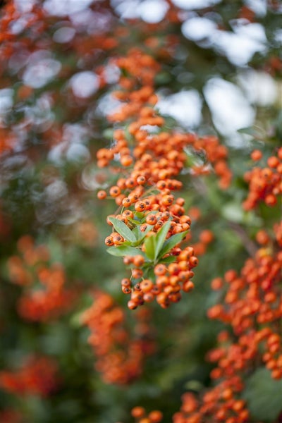 Pyracantha 'Teton', Feuerdorn, orange Beeren, 40–60 cm