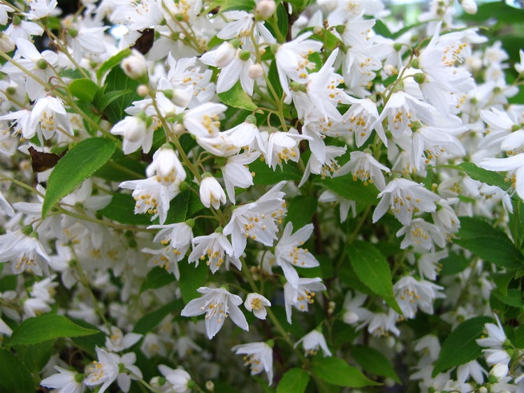 Deutzia gracilis, Maiblumenstrauch, weiß, 40–60 cm