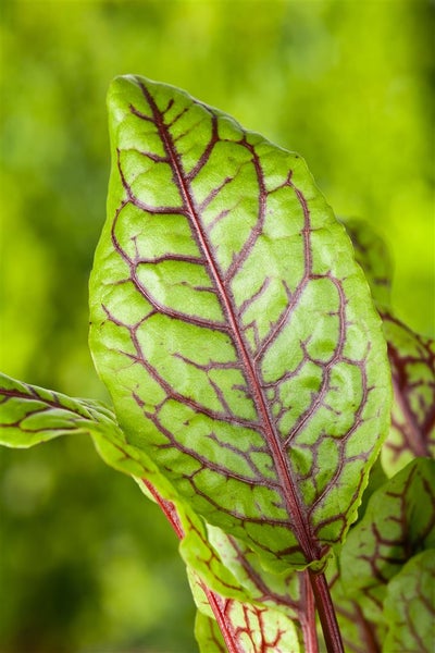 Rumex acetosa, Sauerampfer, ca. 9x9 cm Topf