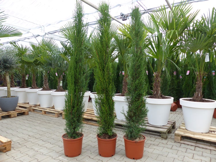 Schlanke Zypressen in Terrakotta-Töpfen vor Palmen in weißen Kübeln auf Holzpaletten in einem Gartencenter.