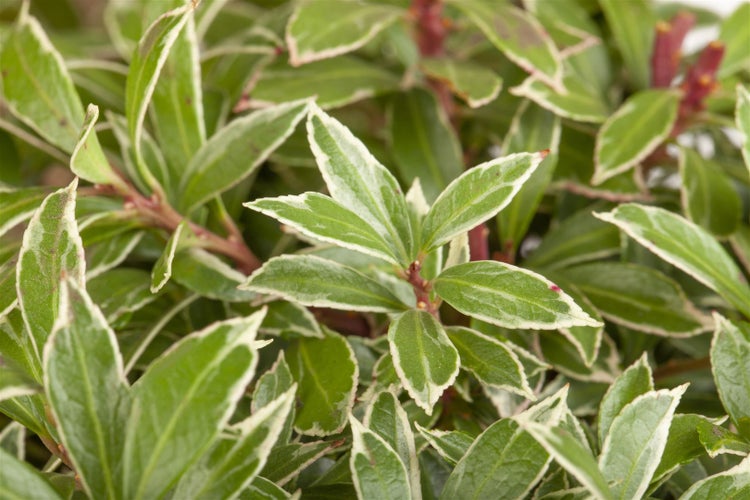 Pieris japonica 'Little Heath', Japanische Lavendelheide, 20–25 cm