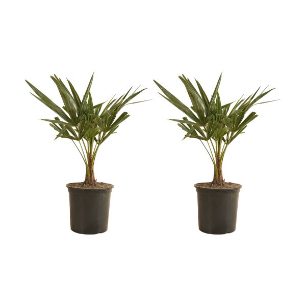 2x Trachycarpus Fortunei - Chinesische Fächerpalme - Palme - Winterhart - ⌀19 cm - ↕50-60 cm