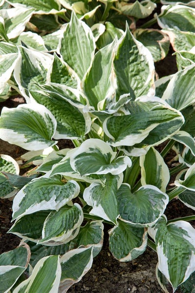 Funkie mit grün-weißen Blättern im Garten