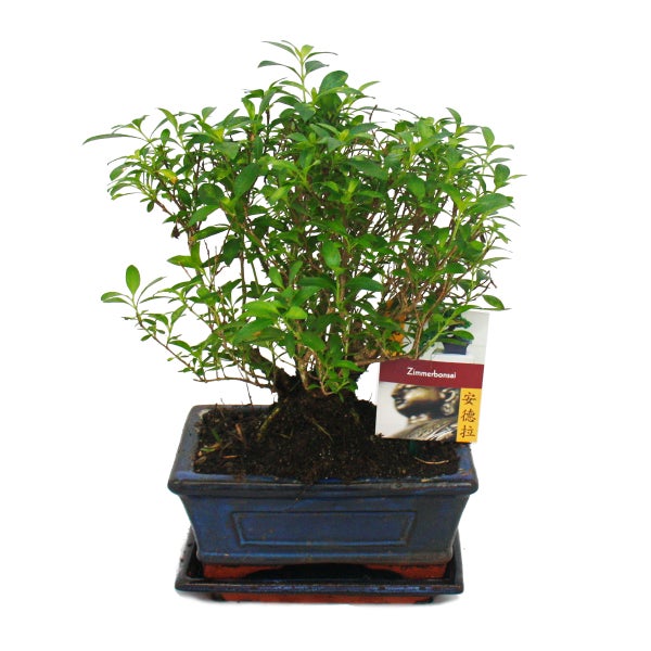 Bonsai - Serissa - Junischnee - Kugel-Form - ca. 6 Jahre