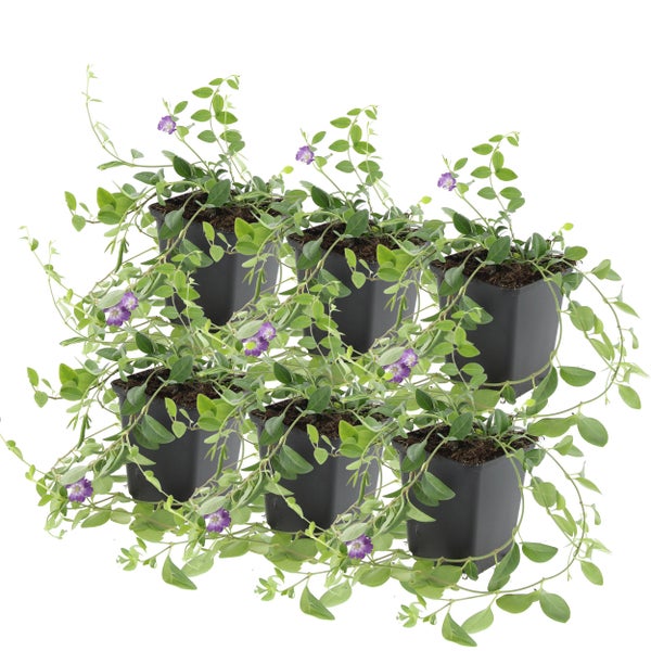 Bodendecker - Kleines Immergrün - Vinca minor 'Atropurpurea' - 9cm Topf - Set mit 6 Pflanzen