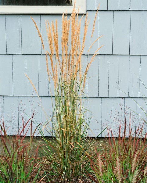 Calamagrostis x acutiflora 'Avalanche', Ziergras, ca. 9x9 cm Topf