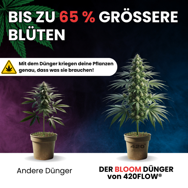Vergleichsbild von zwei Hanfpflanzen, links mit gewöhnlichem Dünger und rechts mit 420FLOW Bloom Dünger für bis zu 65 Prozent größere Blüten.