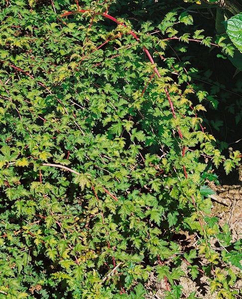 Stephanandra incisa 'Crispa', Kranzspiere, kompakt, 30–40 cm