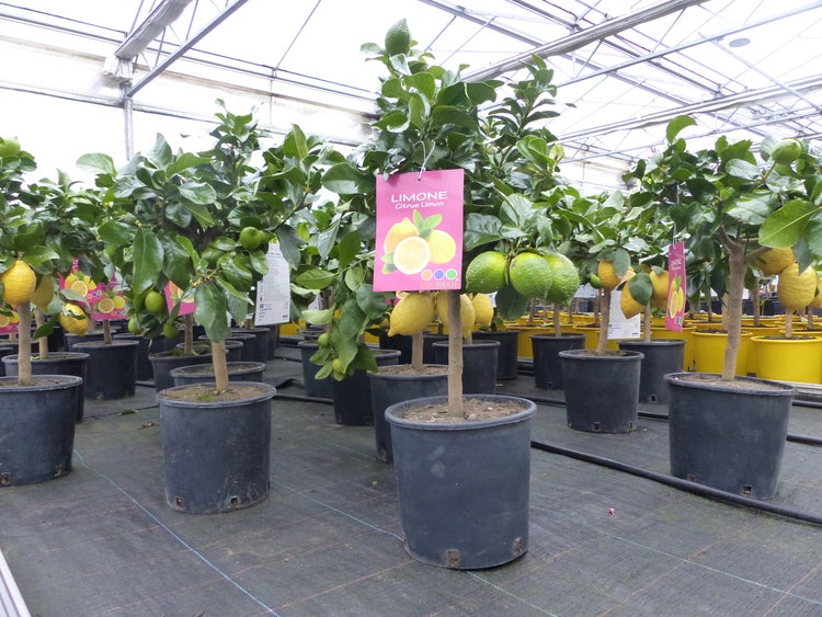 Mehrere Zitronenbäume in schwarzen Töpfen in einem hellen, organisierten Gewächshaus. Mit reifen gelben und grünen Früchten und Produktetiketten.