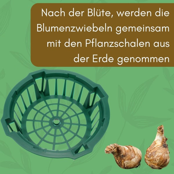 Pflanzkorb für Blumenzwiebeln mit Blumenzwiebeln