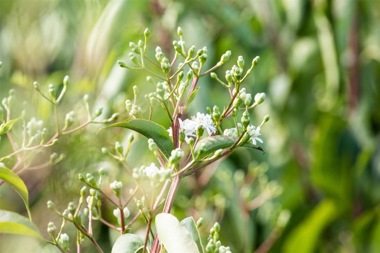 Nahaufnahme einer Pflanze mit Knospen und kleinen Blüten im Freien
