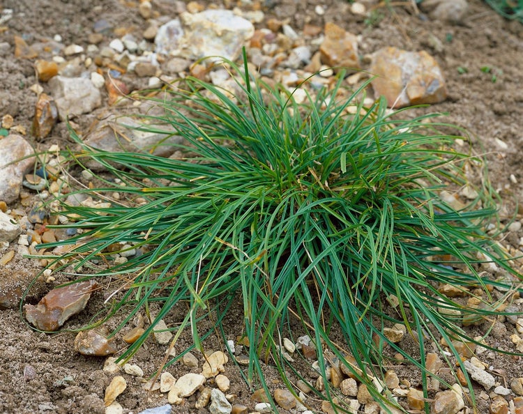 Carex caryophyllea 'The Beatles', Segge, ca. 9x9 cm Topf