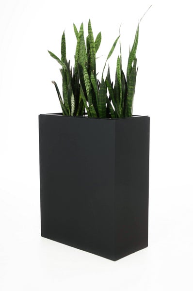 Sansevieria Bogenhanf in einem hohen rechteckigen schwarzen Pflanzkasten.