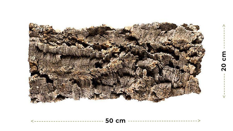 Naturkork-Rinde mit einer Länge von 50 Zentimetern und einer Höhe von 20 Zentimetern.