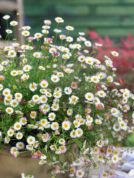 Erigeron karvinskianus 'Blütenmeer', Spanisches Gänseblümchen, ca. 9x9 cm Topf